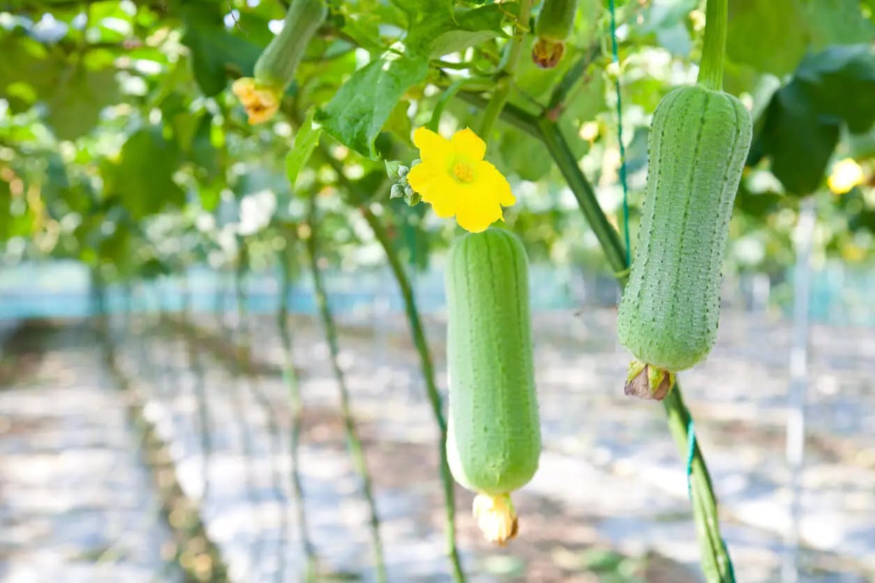 Loofah plant fruits with yellow flower blooms on a trellis.