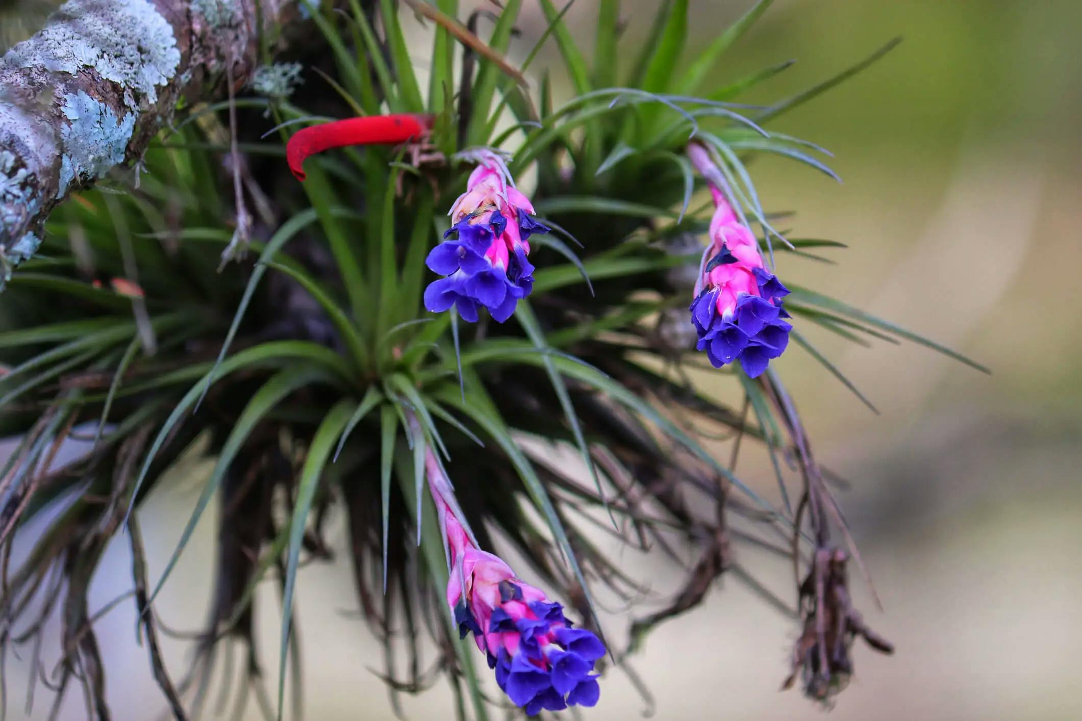 Air plants that are blooming with blue-purple flowers.