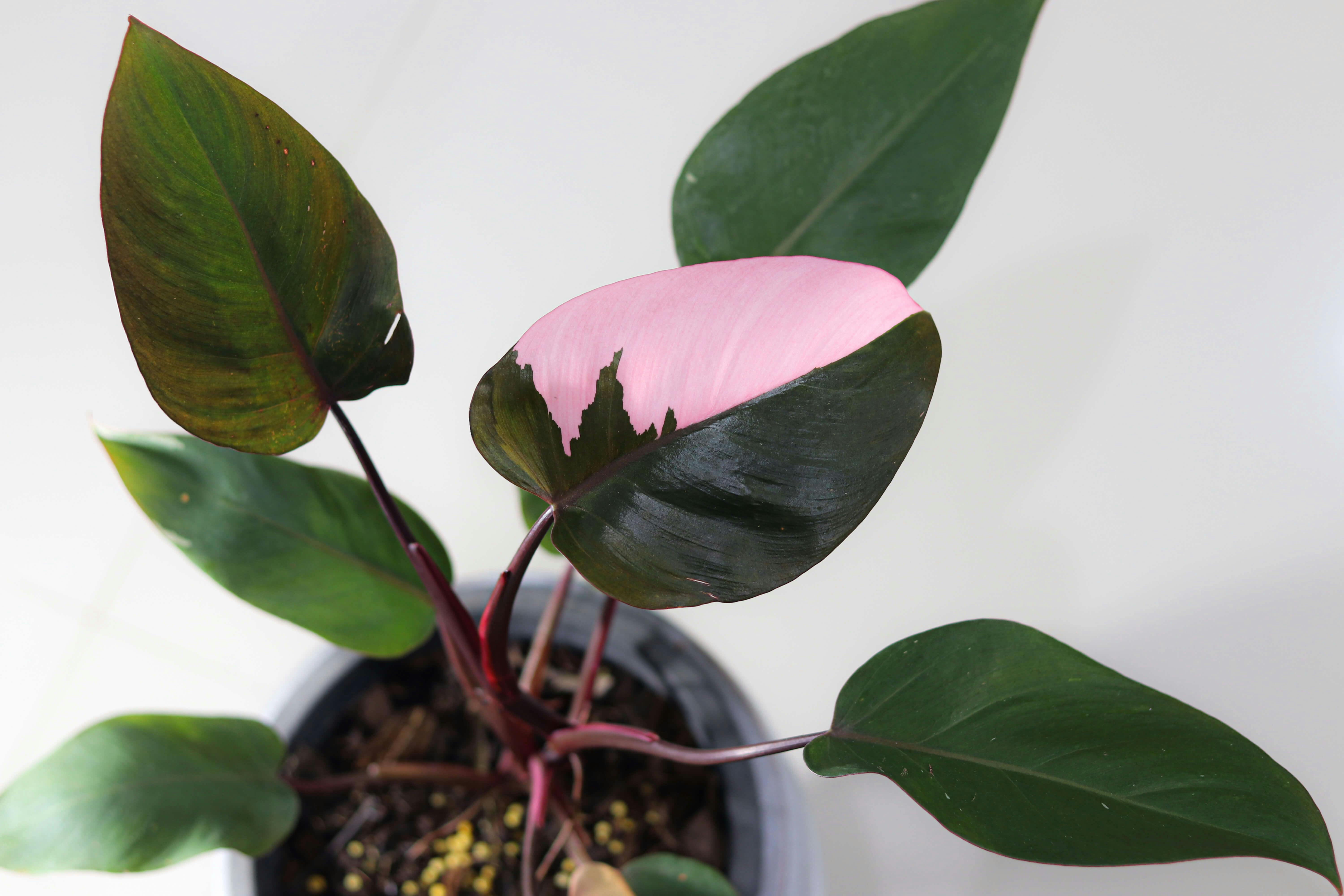 Pink Princess Philodendron Variegated Leaves with green and pink in a gray pot.