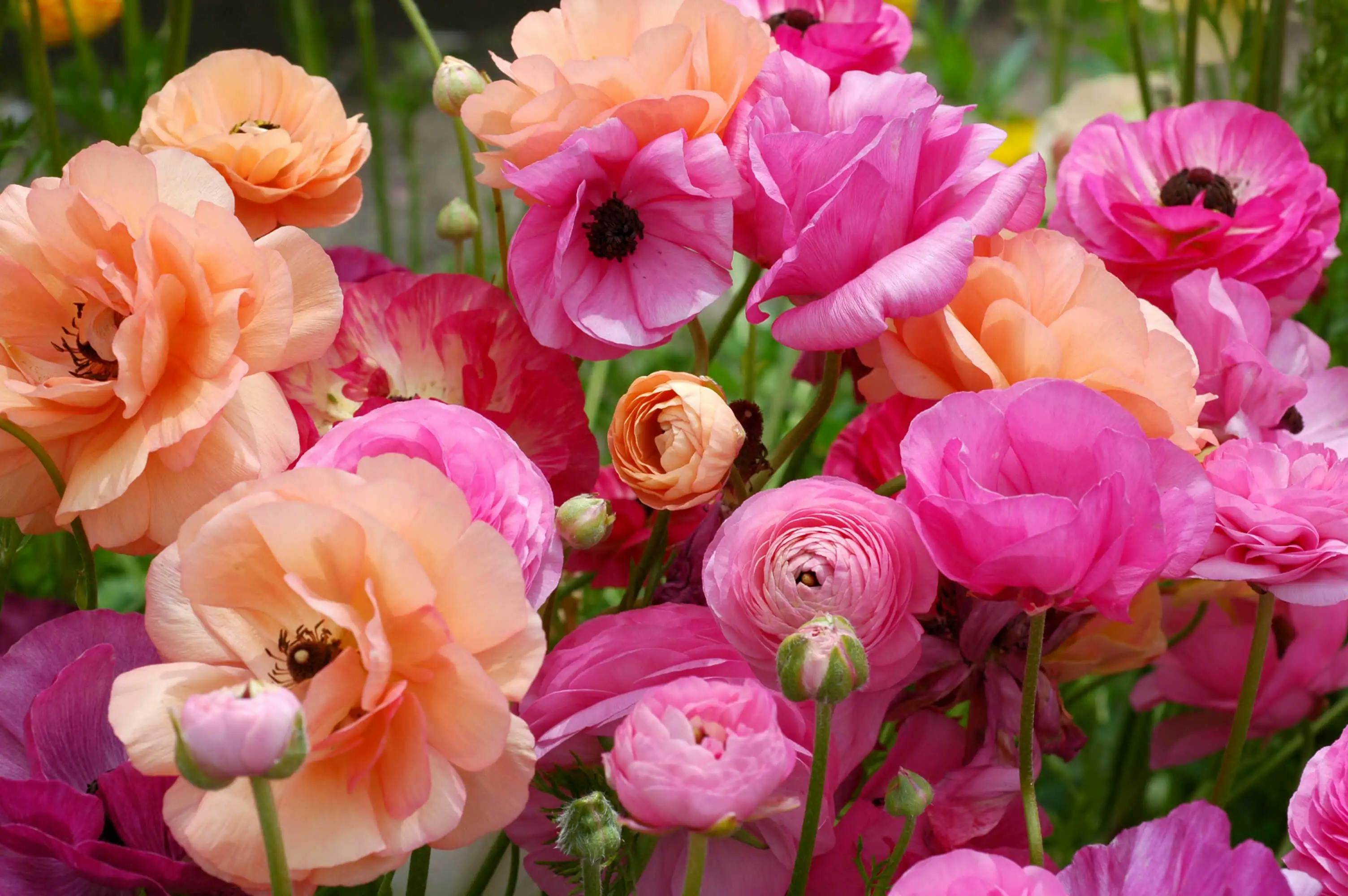 Bouquet of ranunculus bulbs with pink and orange blooms.