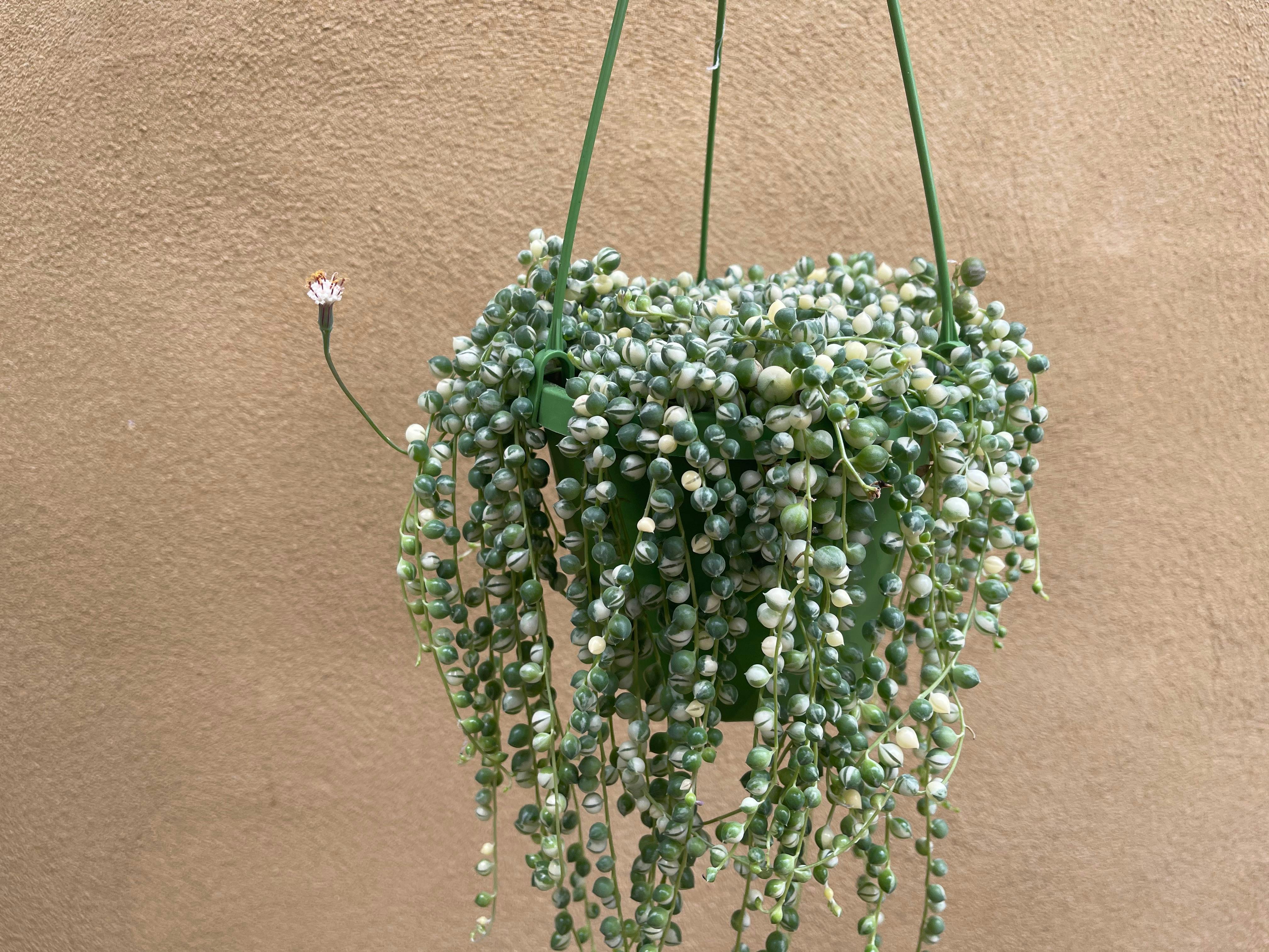 Variegated string of pearls in a hanging basket on a beige background.