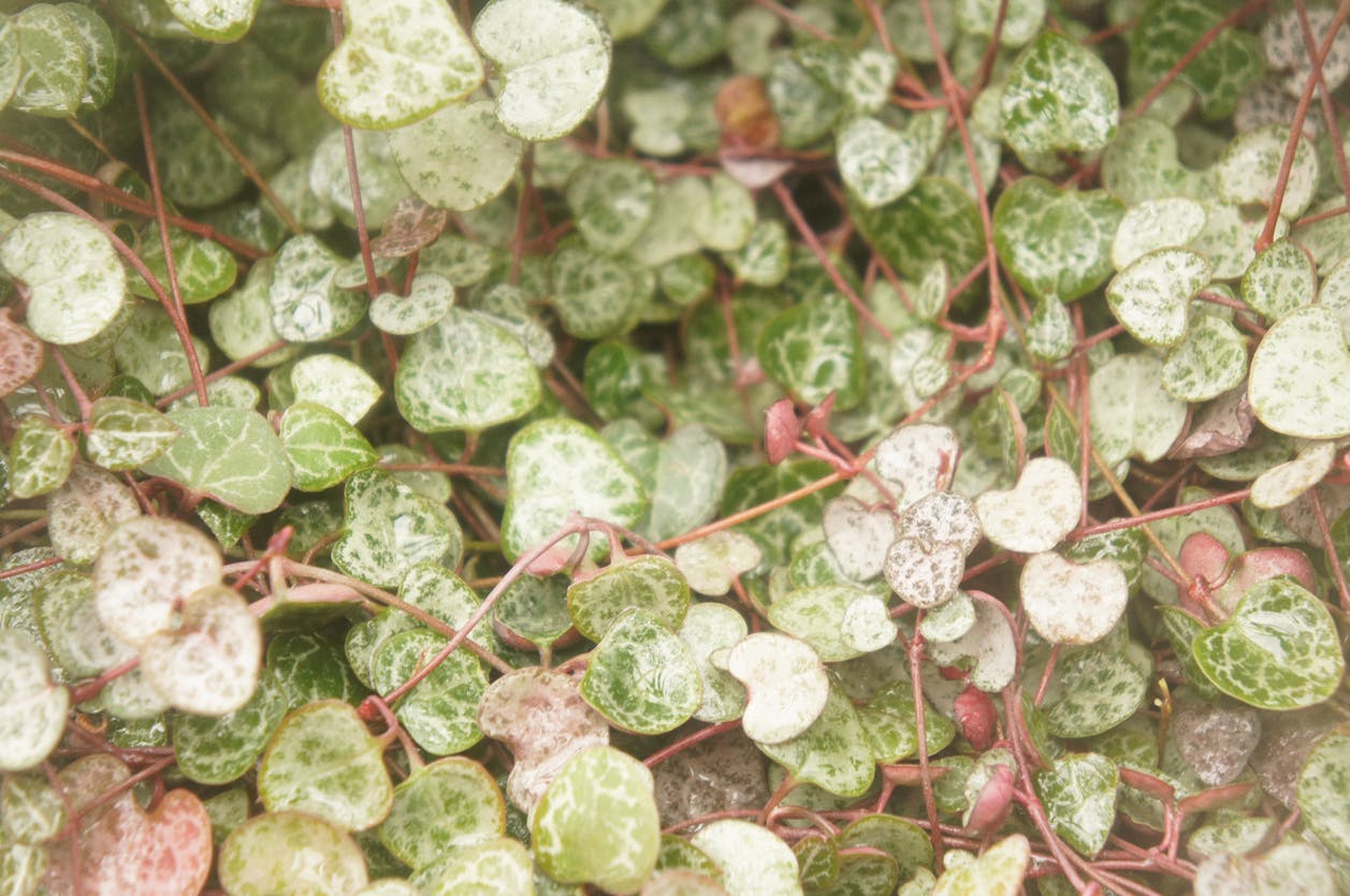 Variegated String of Hearts Leaves