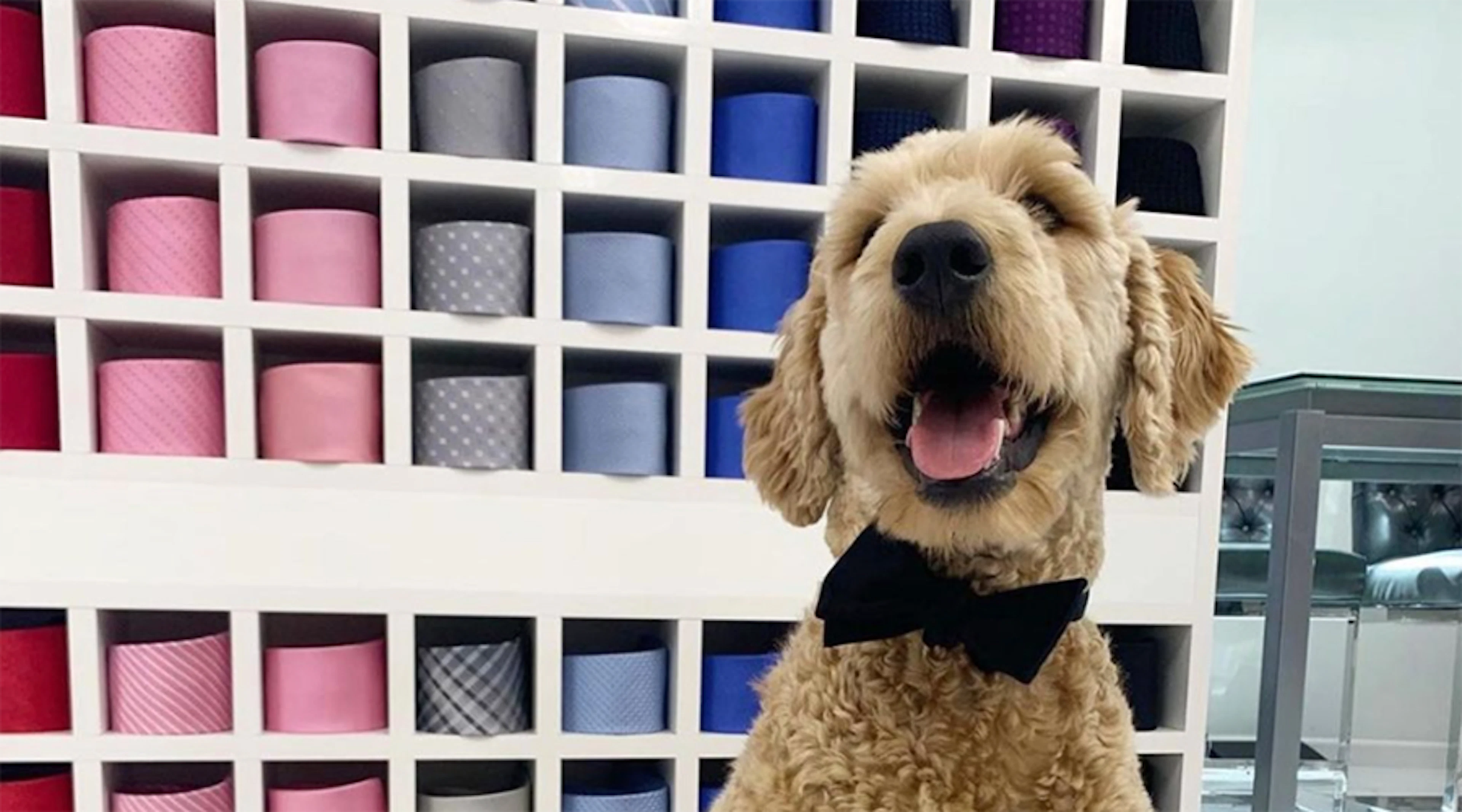 Suit Care For Pet Households