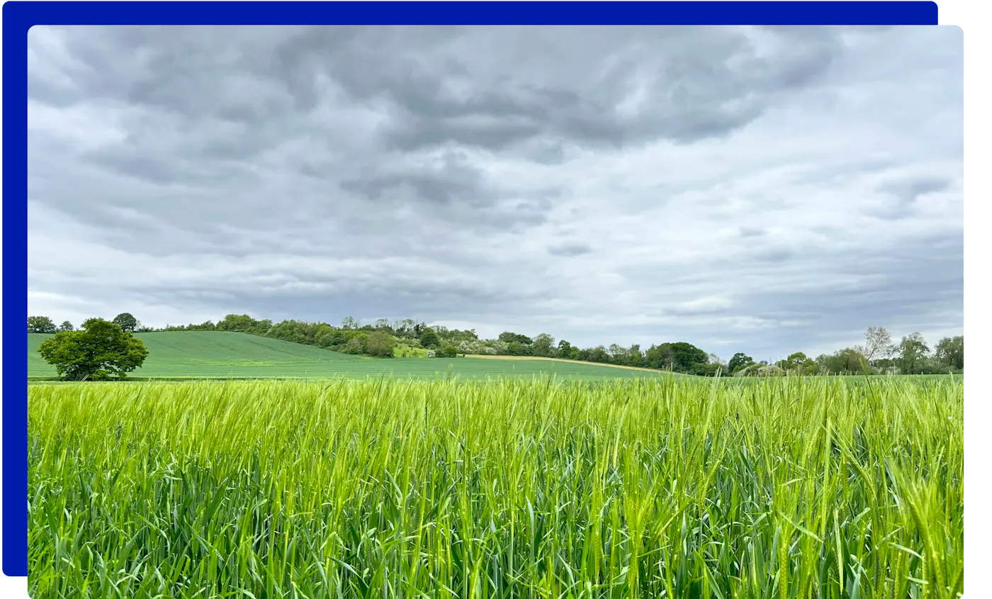 Fields at Great Cornard, Sudbury, Suffolk