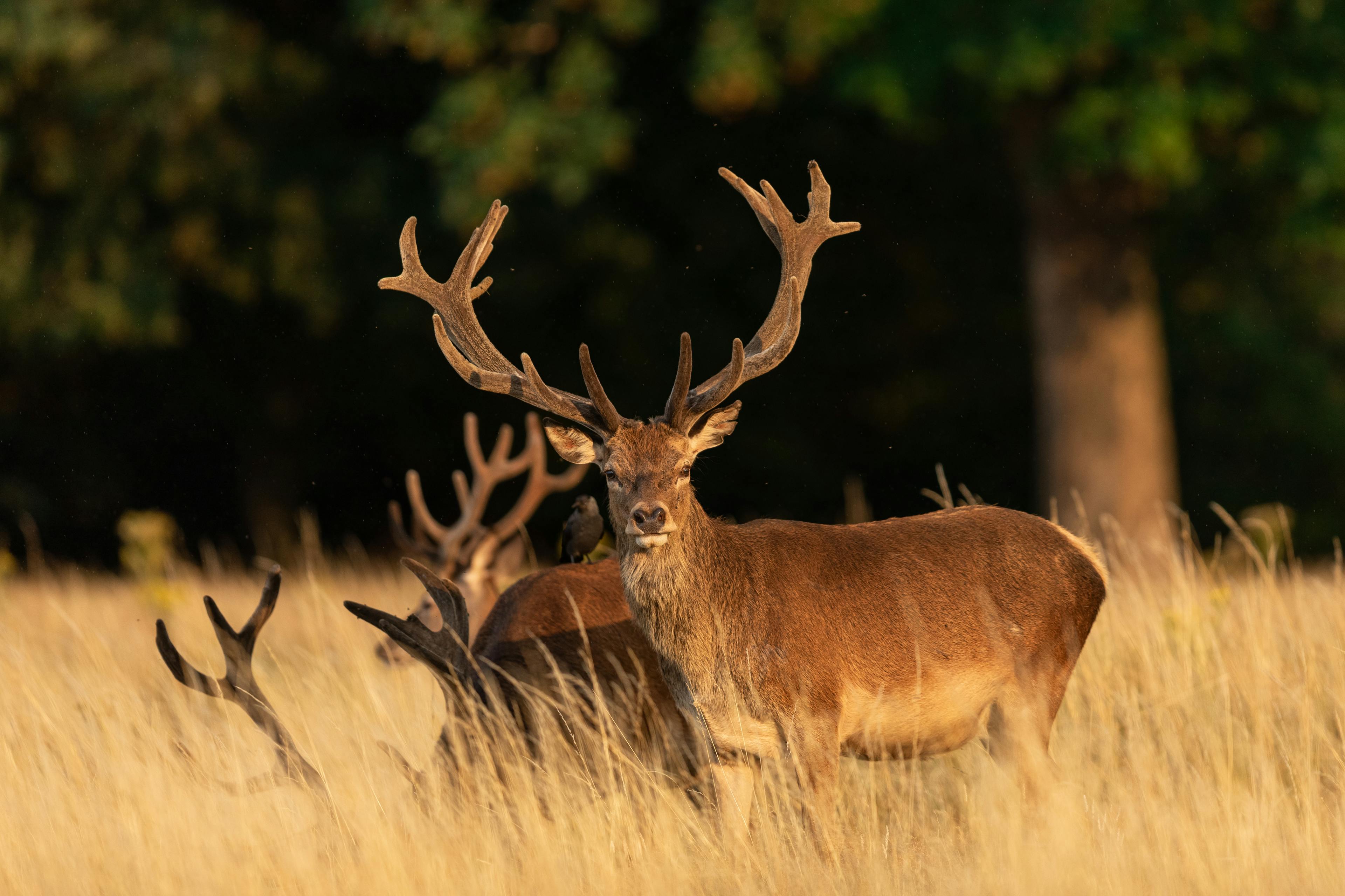 Deer in Richmond Park