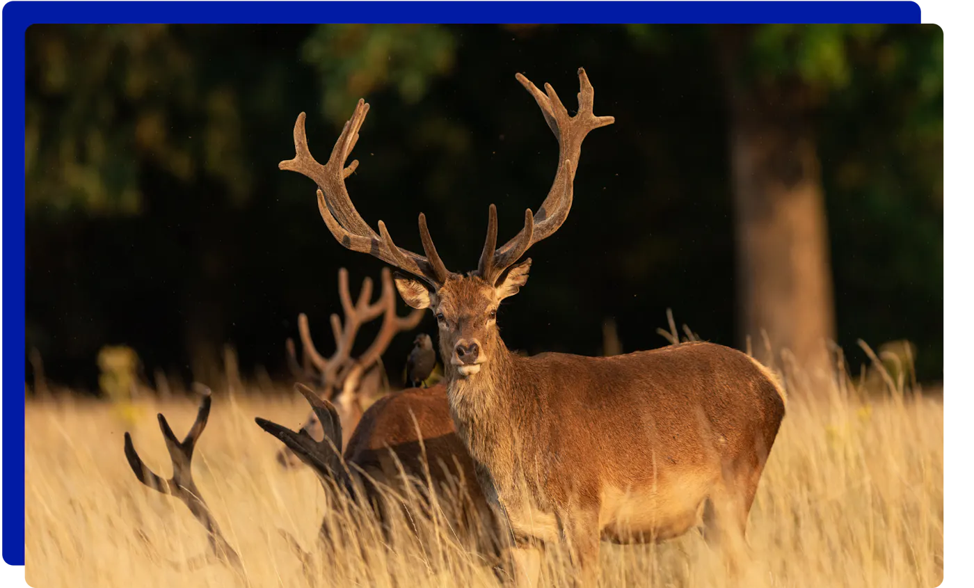 Deer in Richmond Park