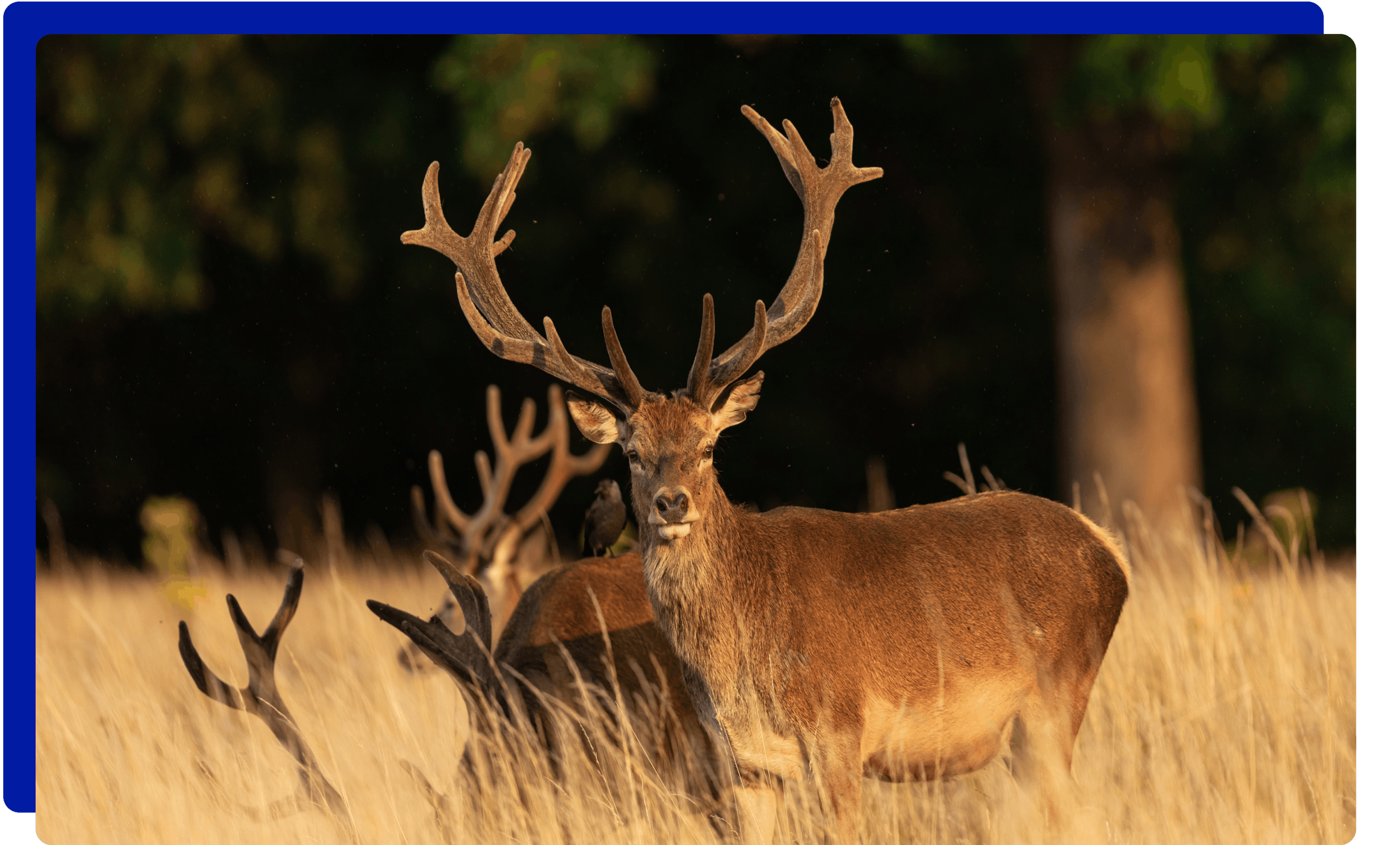 Deer in Richmond Park
