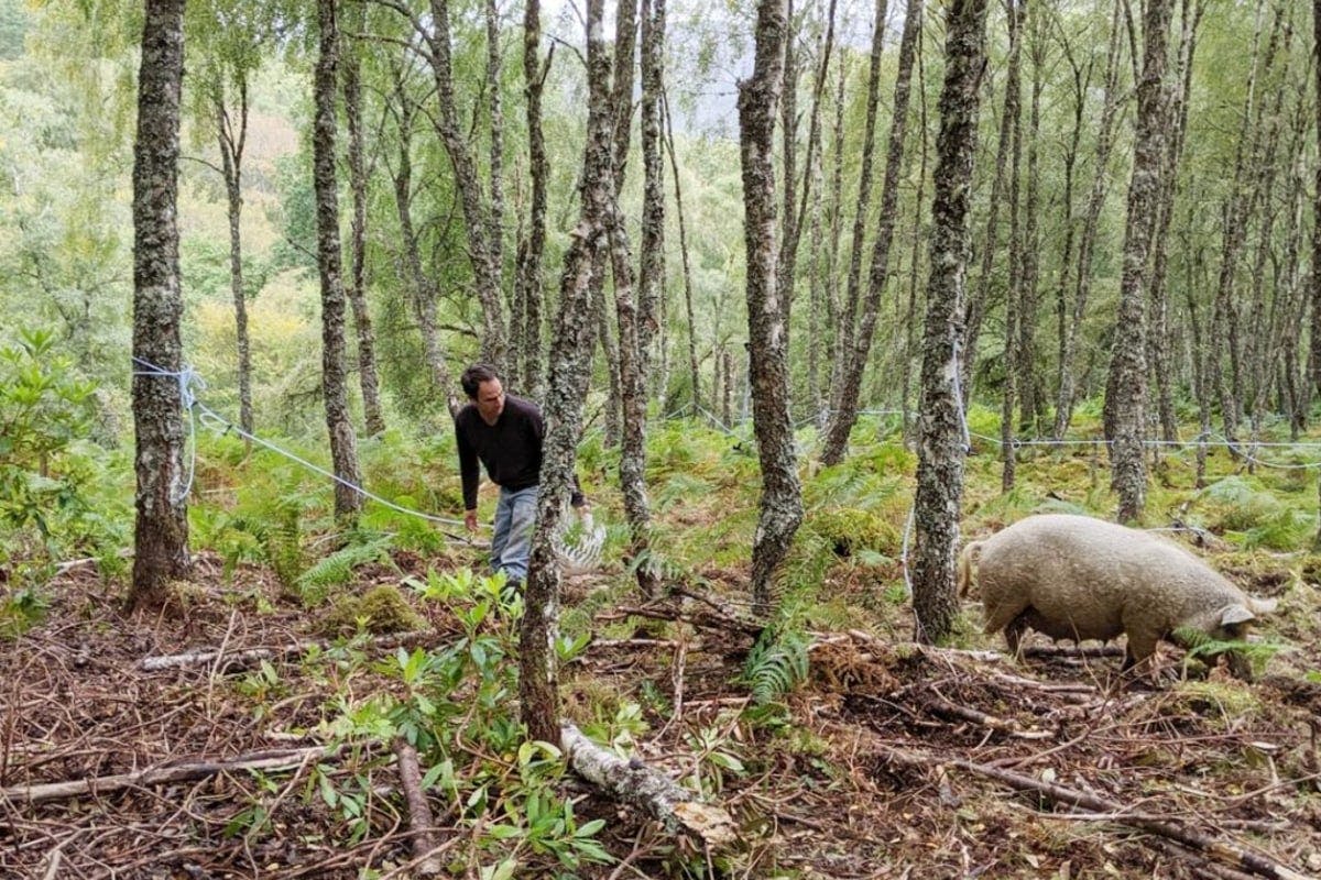 future forest company mangalitsa pigs