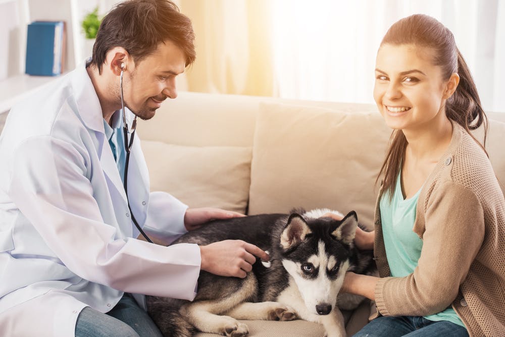 Veterinario a Domicilio: tutti i benefici per cani e gatti