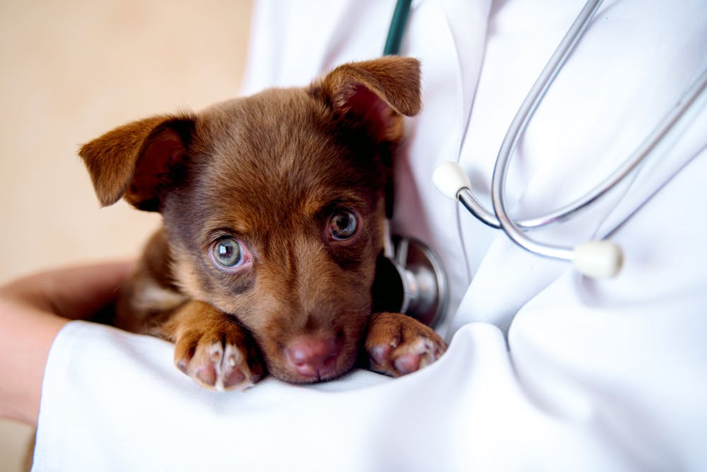 Veterinario a domicilio per cuccioli: la prima visita
