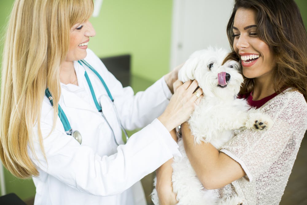 Leishmania nel cane: i consigli del veterinario a domicilio