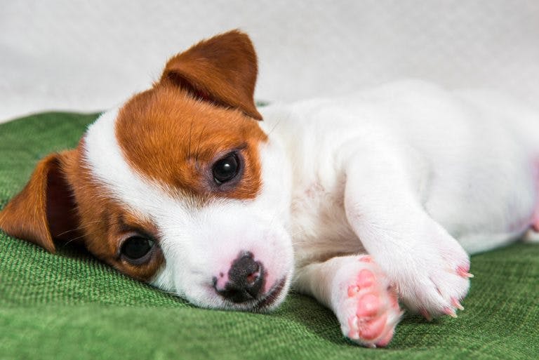 Sintomi di avvelenamento nel cane: come riconoscerli e quando chiamare il veterinario