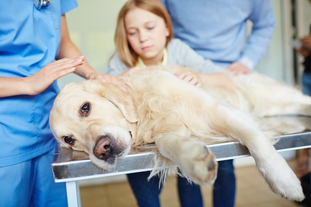 Parvovirosi canina, quali sono i sintomi e quando consultare il veterinario?