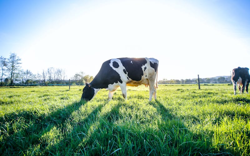 Cow grazing in grass field