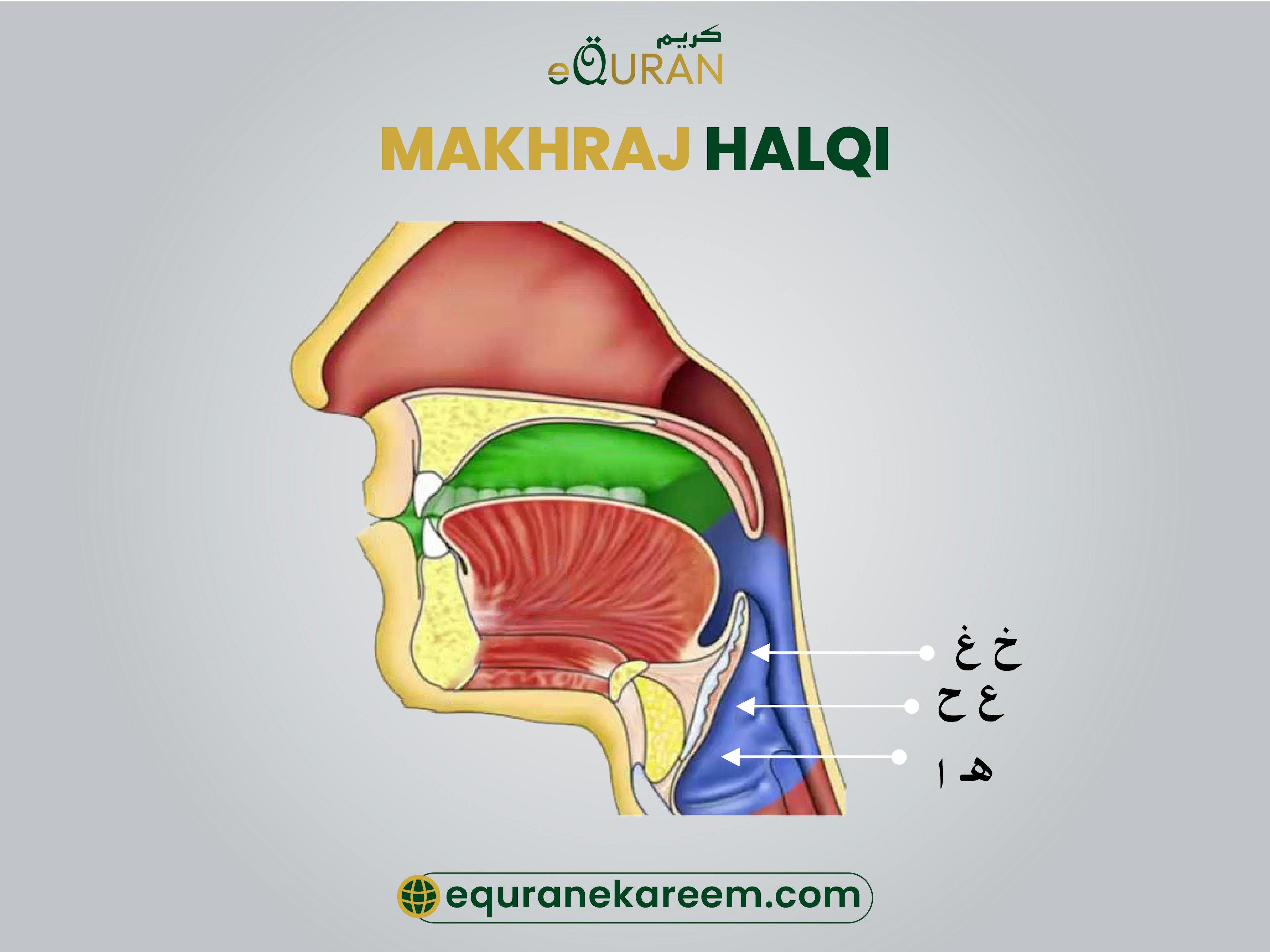 Throatal Letters- Haroof e Halqi