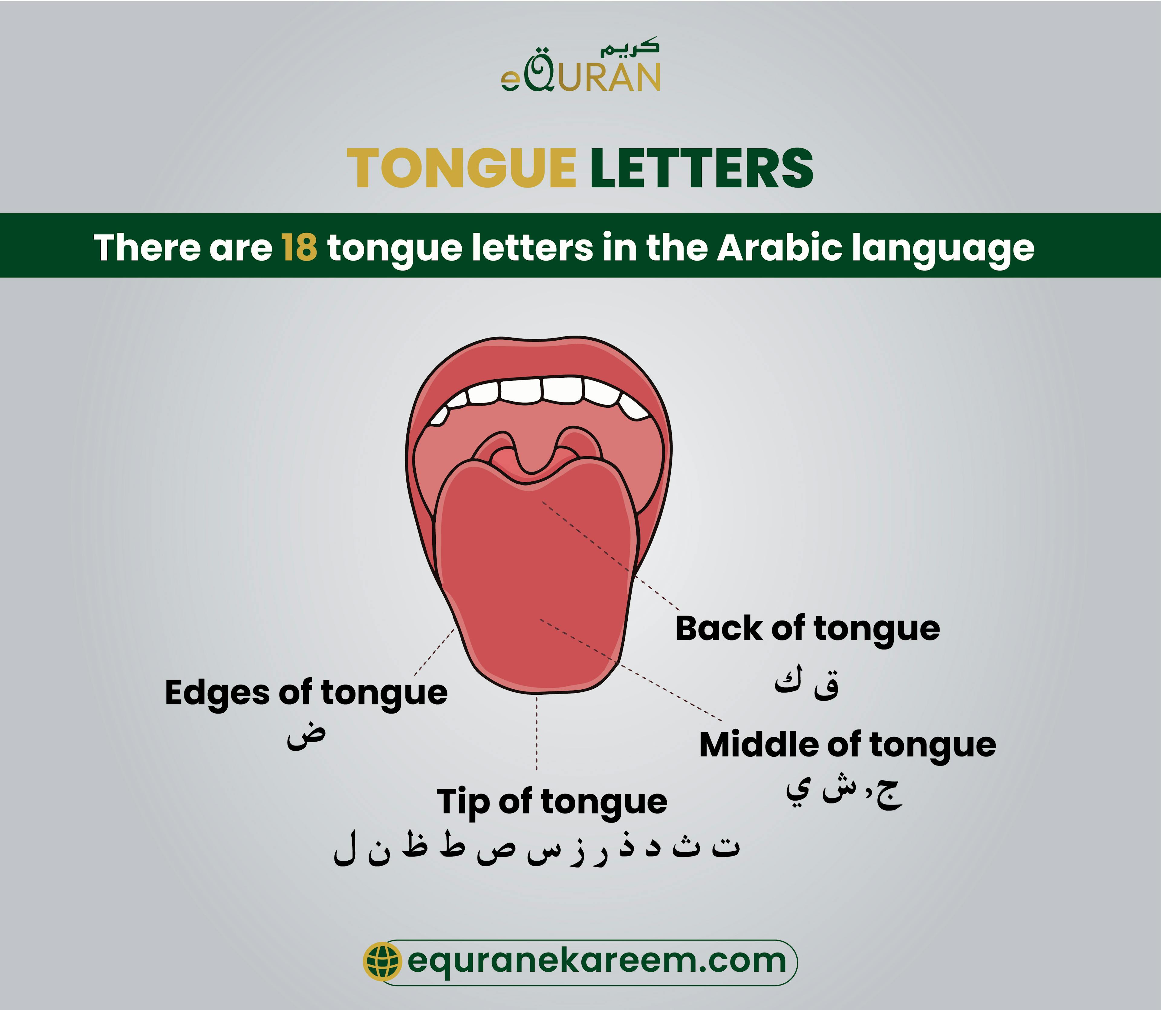 Arabic Letters and Words-The Tongue  اللسان