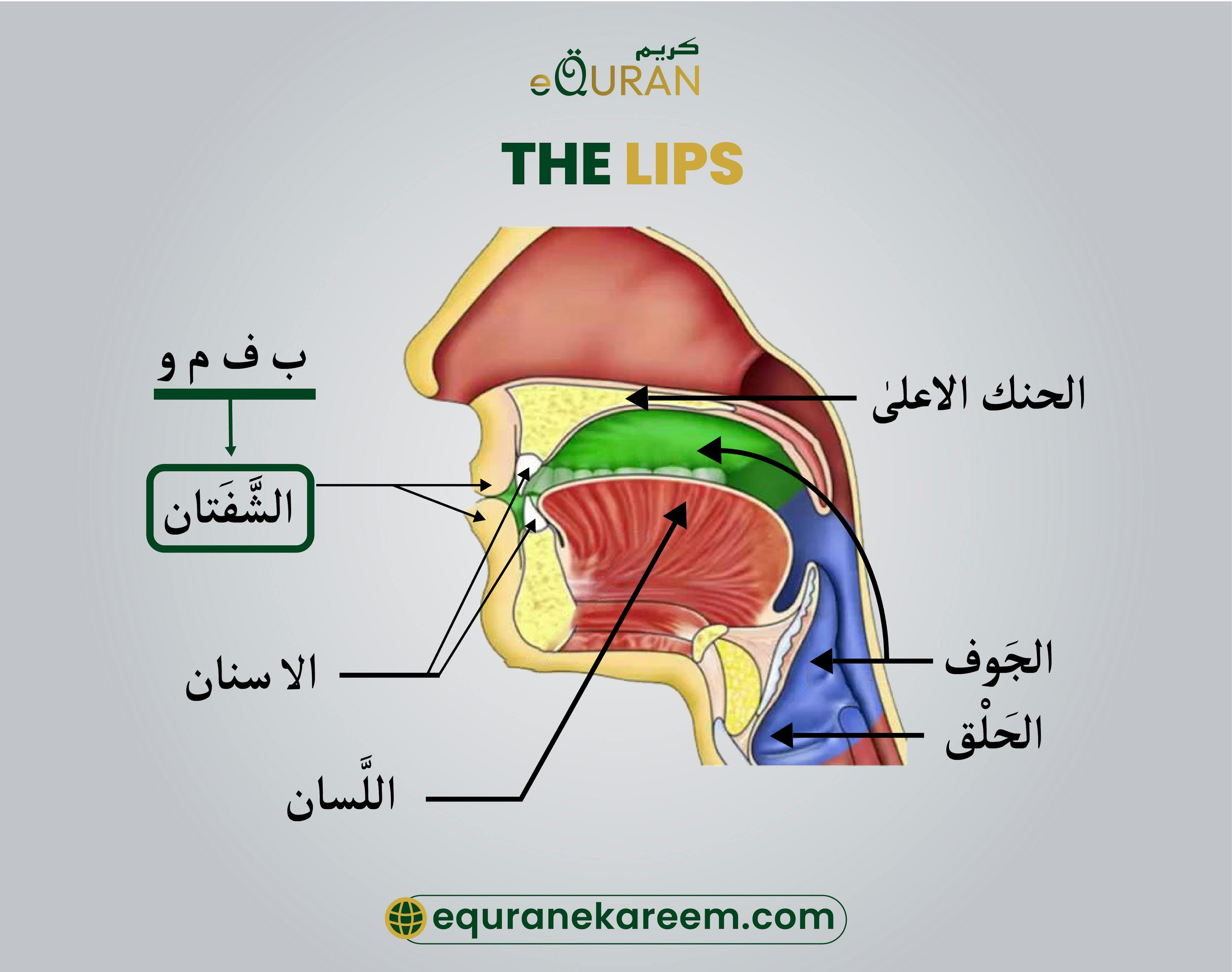 Letters Pronounced From The Back of the tongue know as The lips -الشفتان