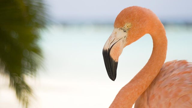 Närbild på flamingo.