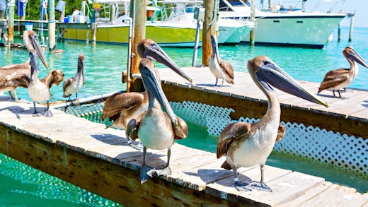 Pelikaner på en brygga i Key West.