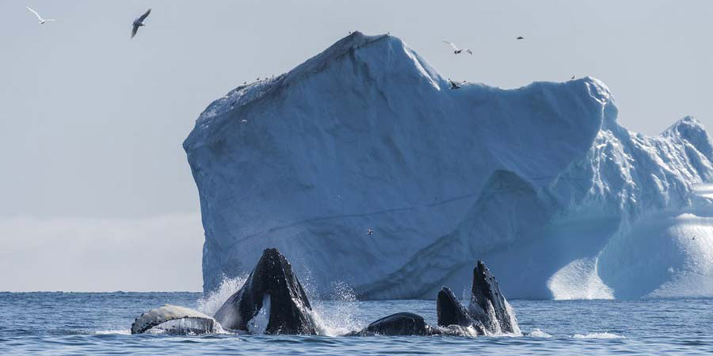 Knölvalar i vattnen kring Grönland.
Foto: Karsten Bidstrup/HGR