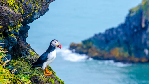 Närbild på en vacker Puffin på en av Islands många klippor.