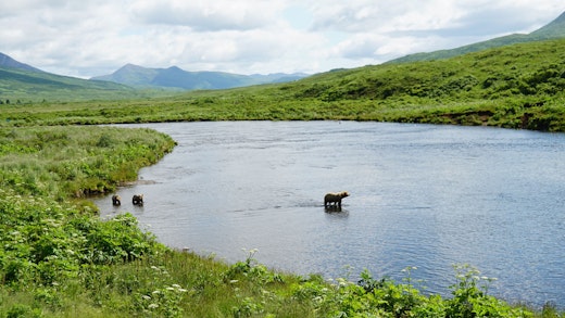 Björnmamma med två ungar i Kodiak, Alaska.