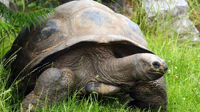 Gigantisk sköldpadda i det gröna gräset på Galapagos.