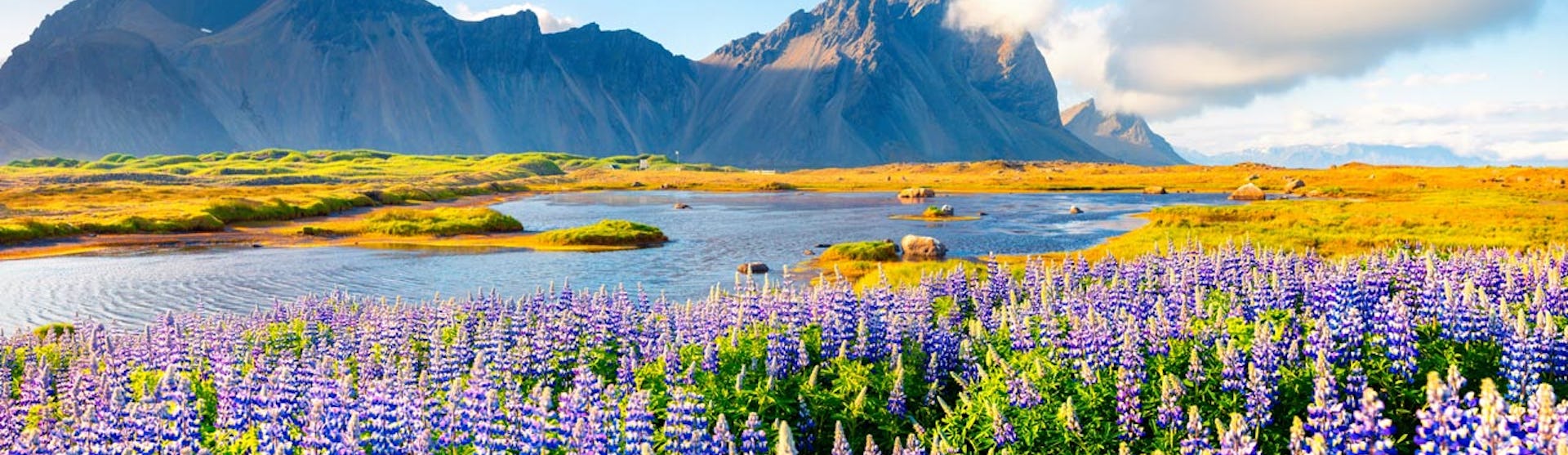 Vacker vy över lupiner, vatten och berg på Island.