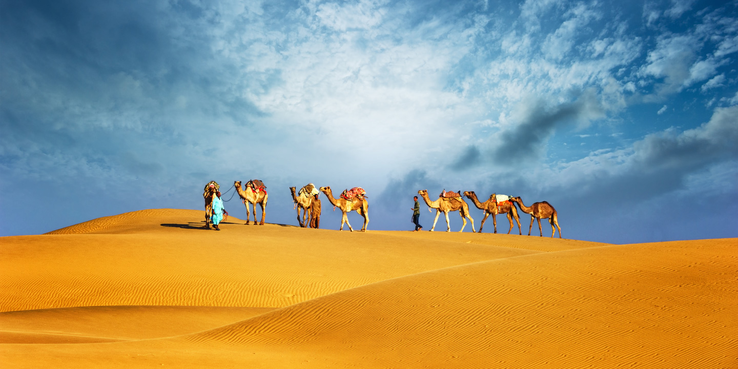 Karavan av kameler i öknen i Dubai.