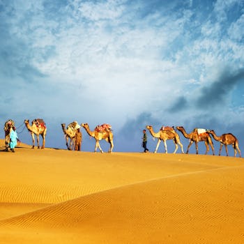 Karavan av kameler i öknen i Dubai.