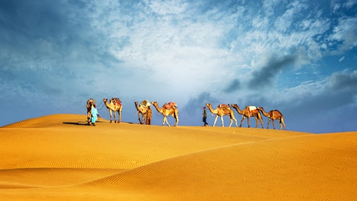 Karavan av kameler i öknen i Dubai.