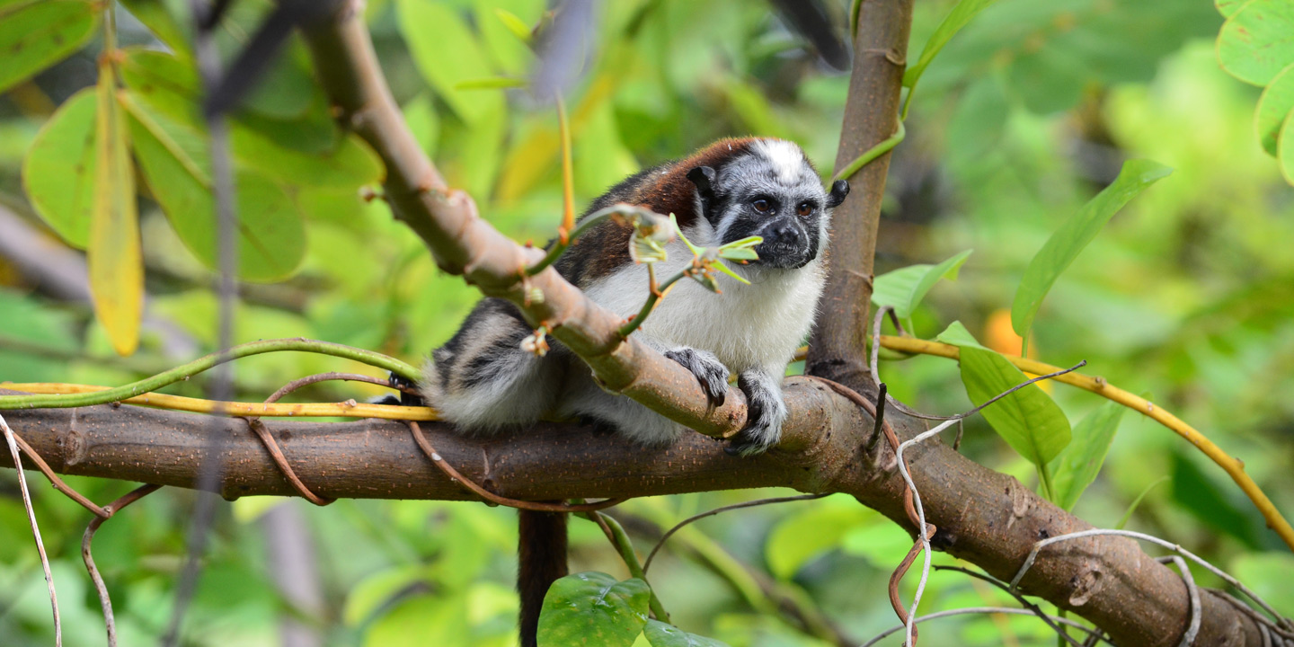 Spindelapa i djungeln kring Gatunsjön i Panamakanalen.