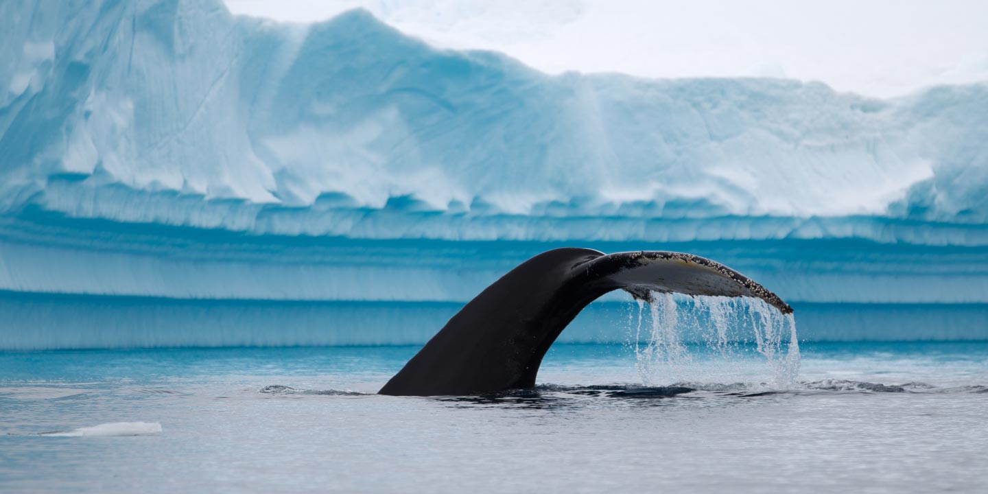 Valen är bara en av flera mäktiga djur du kan få se i Antarktis.