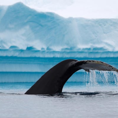 Valen är bara en av flera mäktiga djur du kan få se i Antarktis.