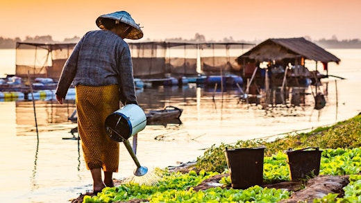 Kvinna vattnar sina grödor vid Mekongfloden.