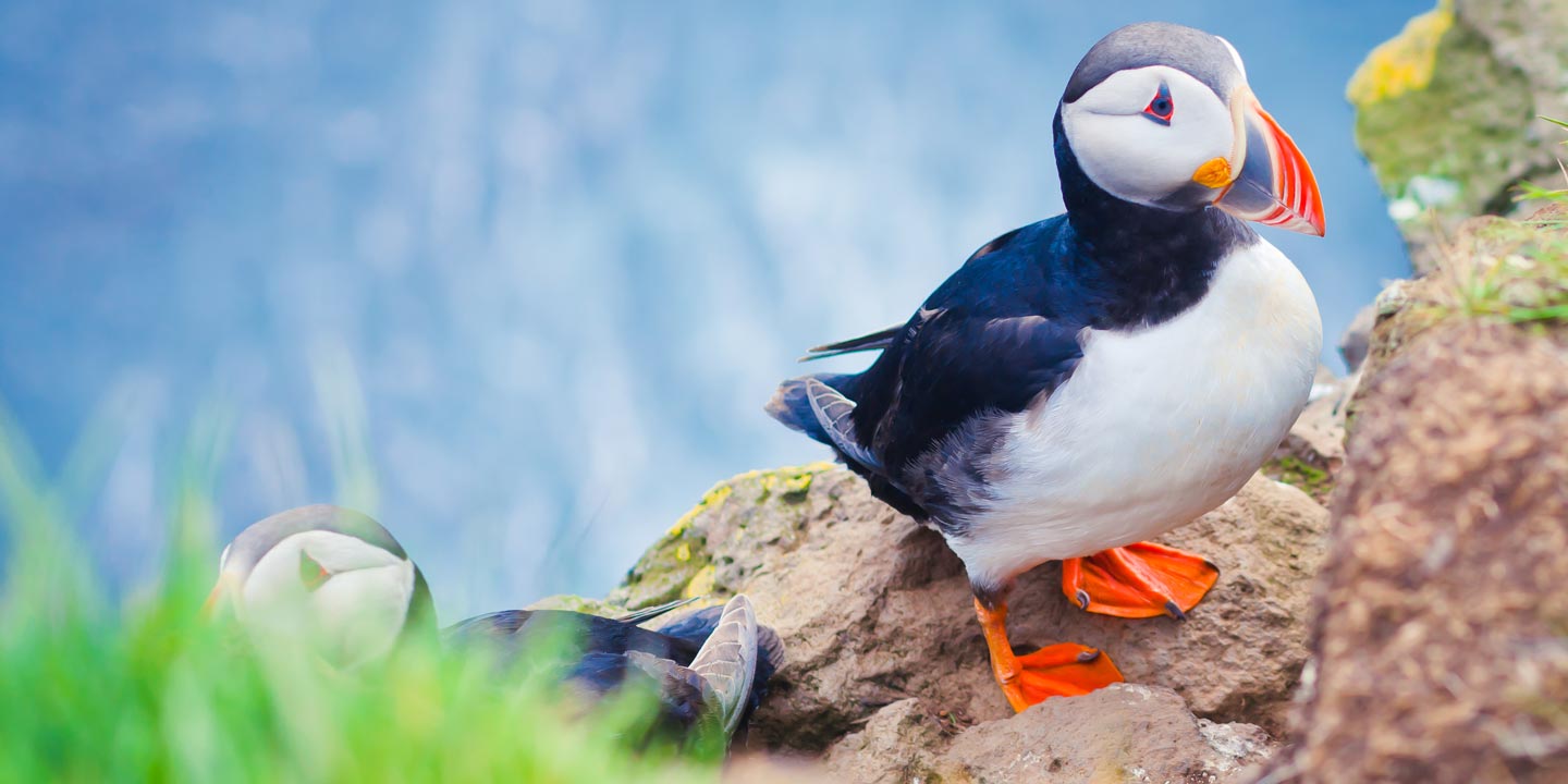 Närbild på lunnefåglar.