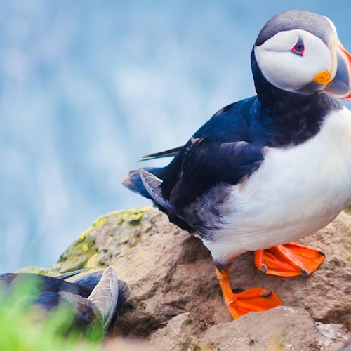 Närbild på lunnefåglar.