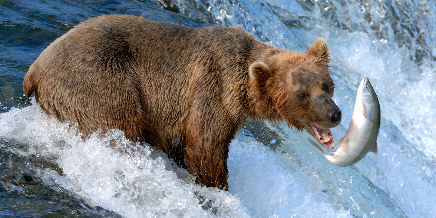 Björn som fångar fisk i Alaska.