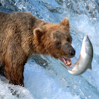 Björn som fångar fisk i Alaska.