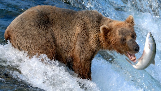 Björn som fångar fisk i Alaska.