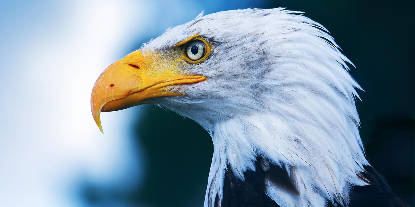 Riktig närbild av en örn.
