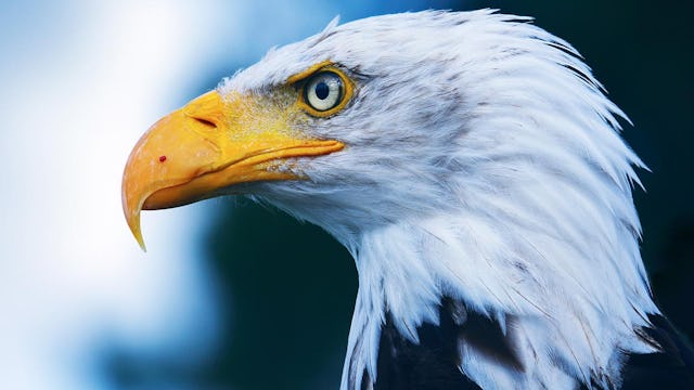 Riktig närbild av en örn.