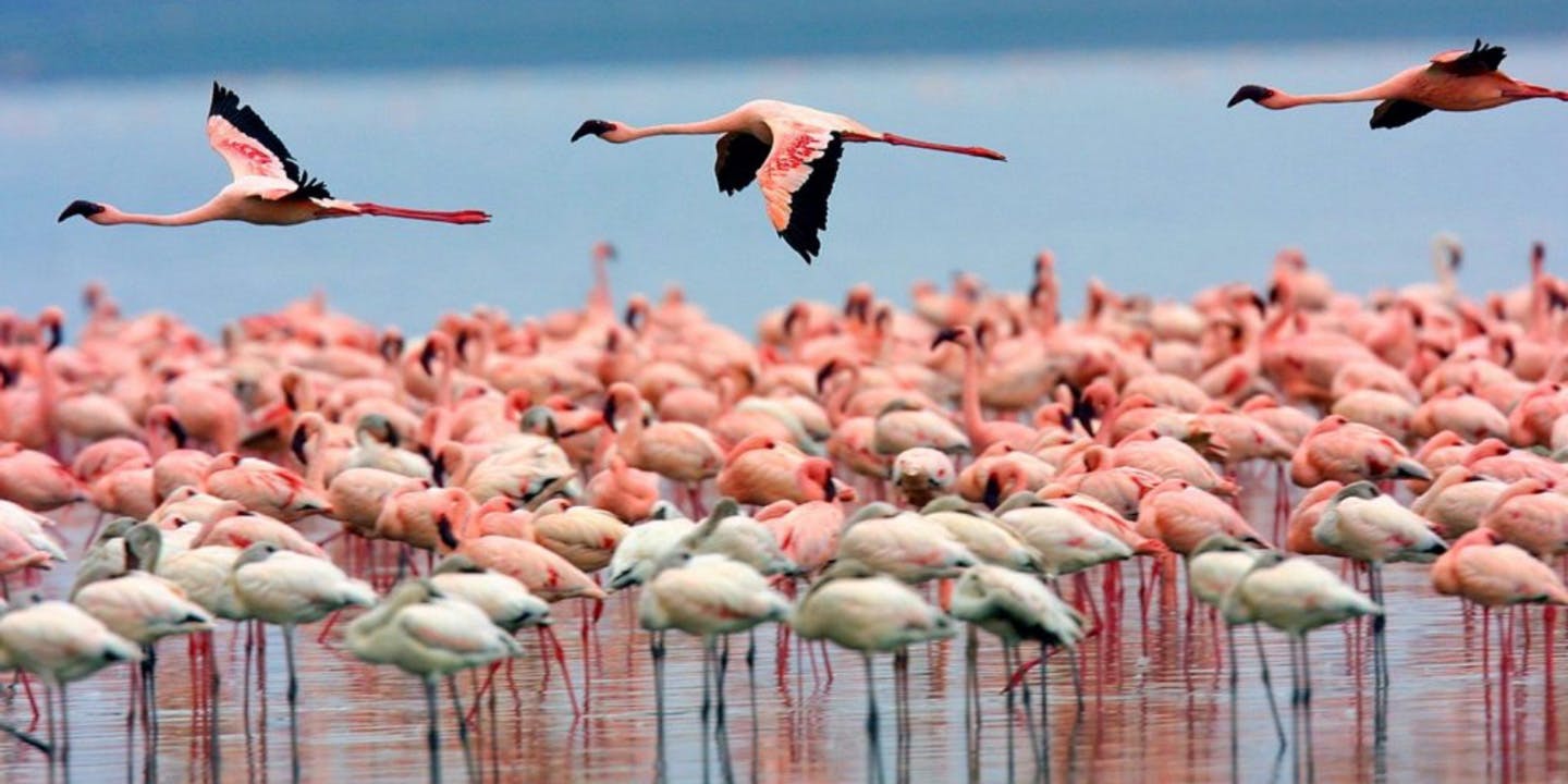 En flock rosa flamingos på Sardinien, Italien.