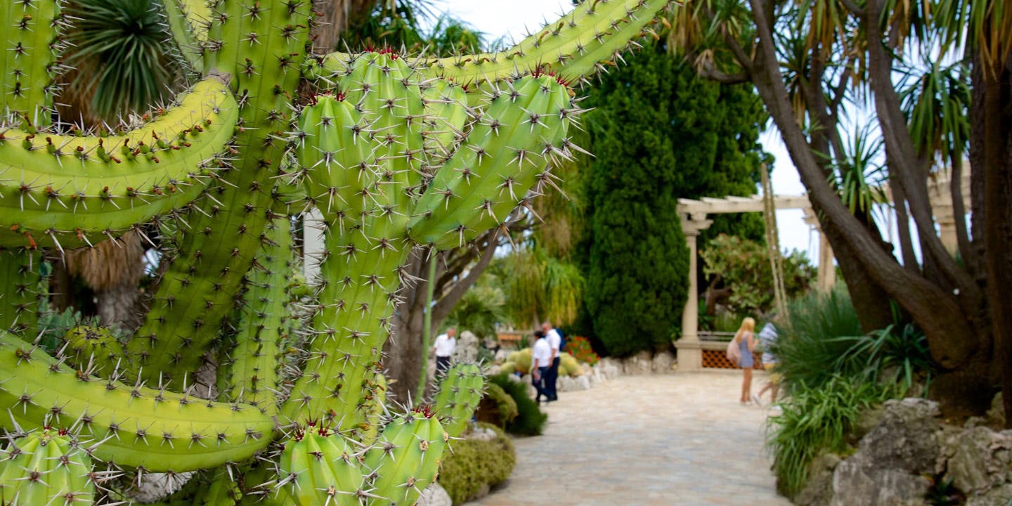 Närbild på en kaktus i en av de vackra trädgårdarna i Monte Carlo, Exotic Garden of Monaco.