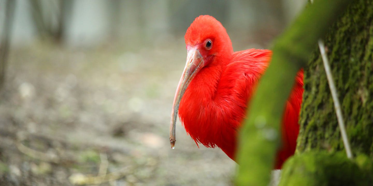 Närbild på nationalfågeln i Trinidad och Tobago - Scarlet Ibis.