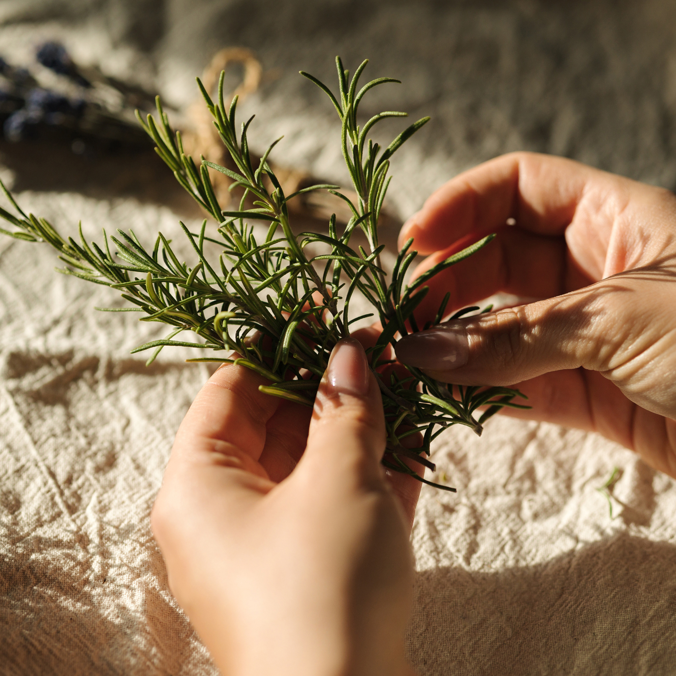Person holding a sprig of rosemary. 