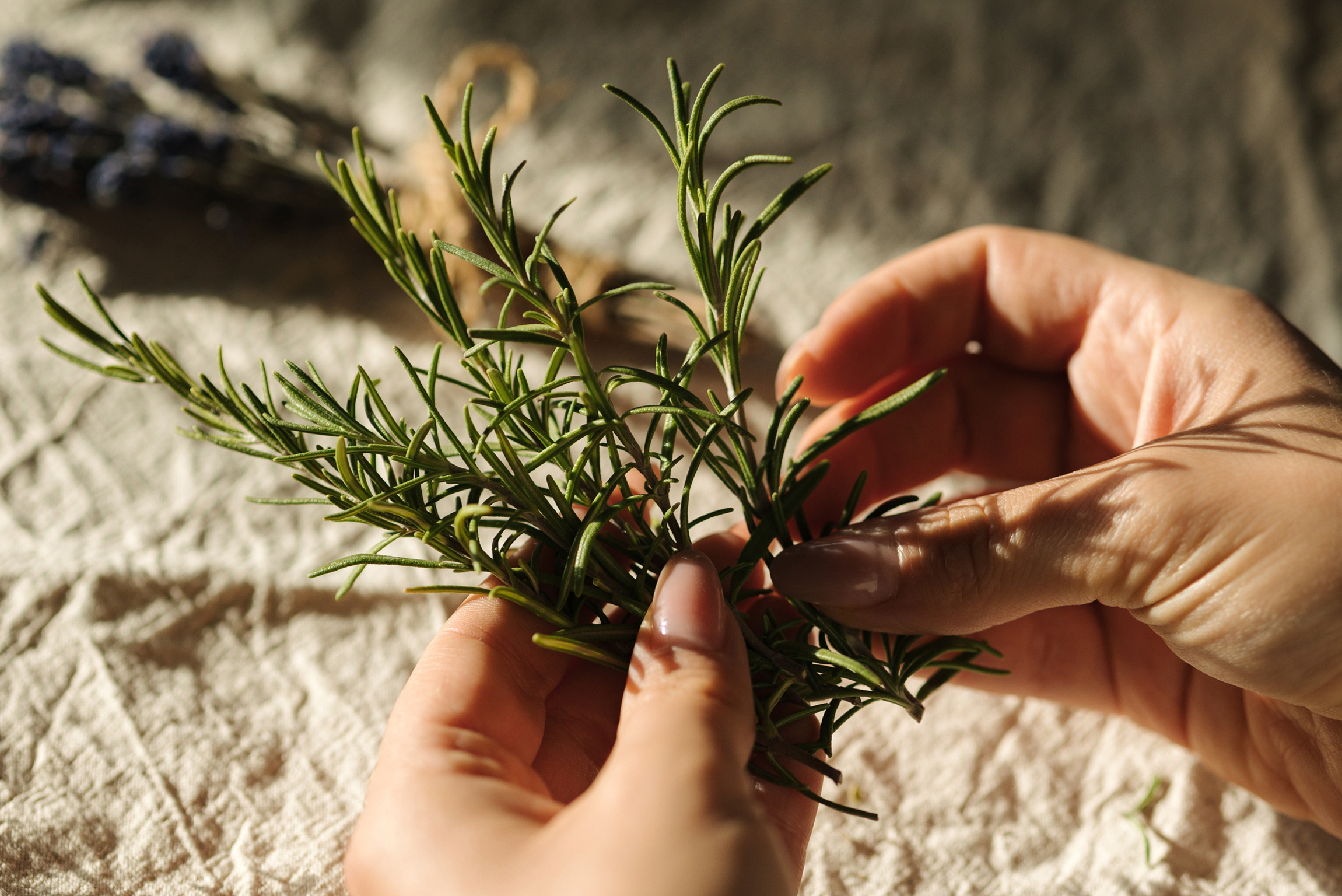 BLOG_Rosemary-Extract-Feature_Hero-Image_v1.jpg?auto=format,compress&rect=0,0,3420,1536&w=1140&h=512