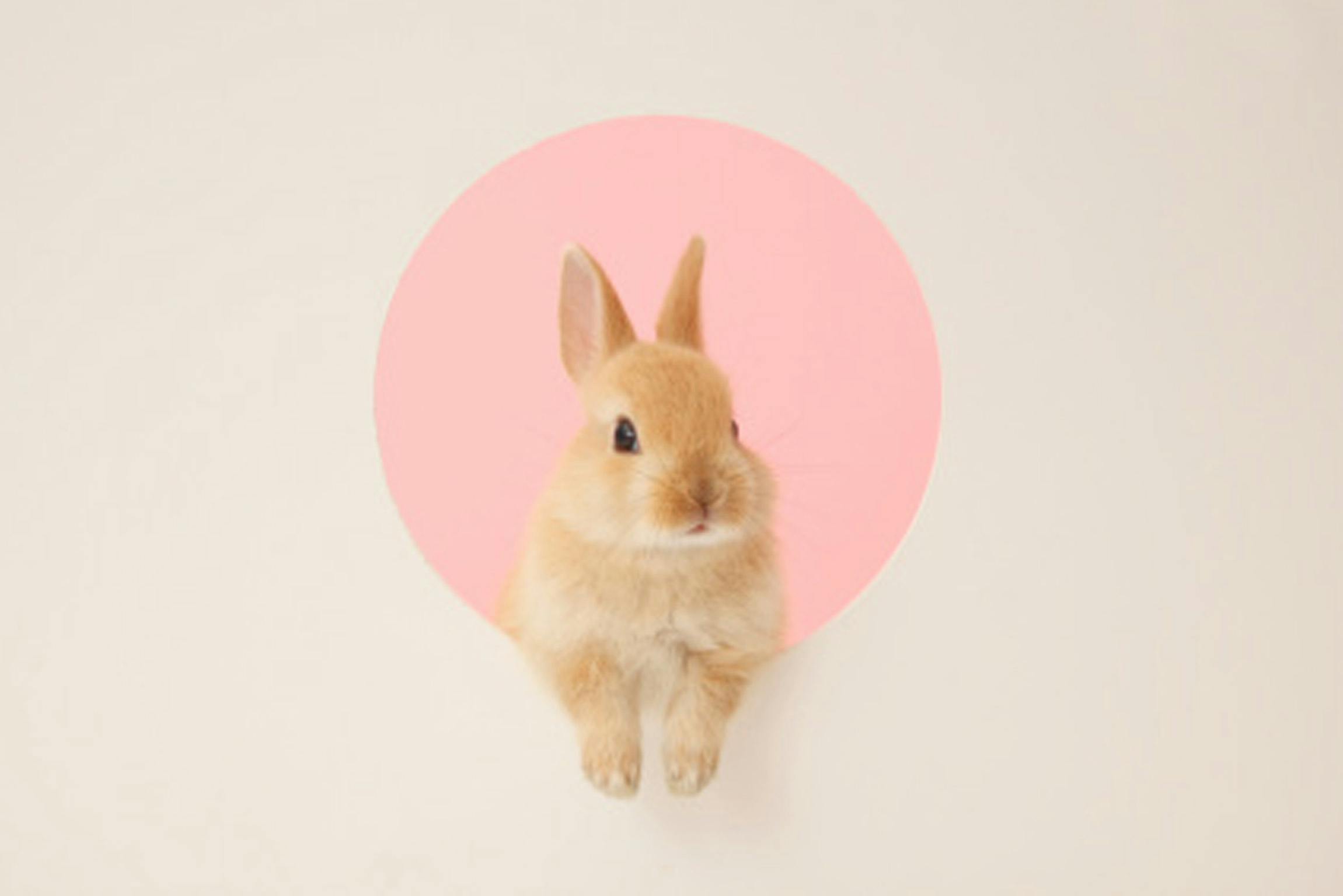 What Does It Mean For Hair Care Brand To Be Leaping Bunny Certified Cruelty Free