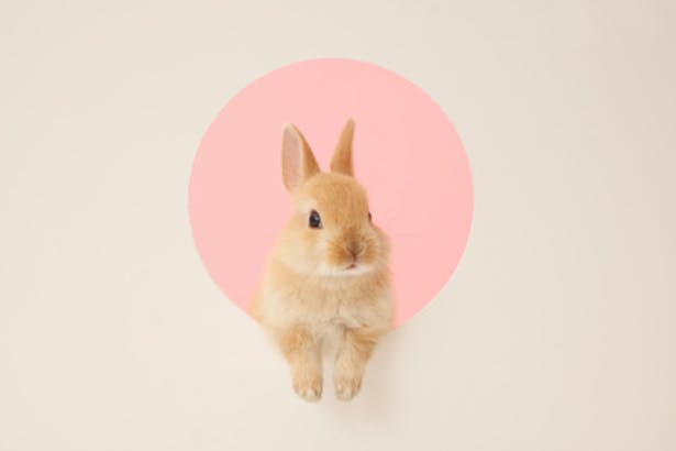 Image of adorable and fluffy light brown bunny rabbit popping through a pink and ivory-hued background.
