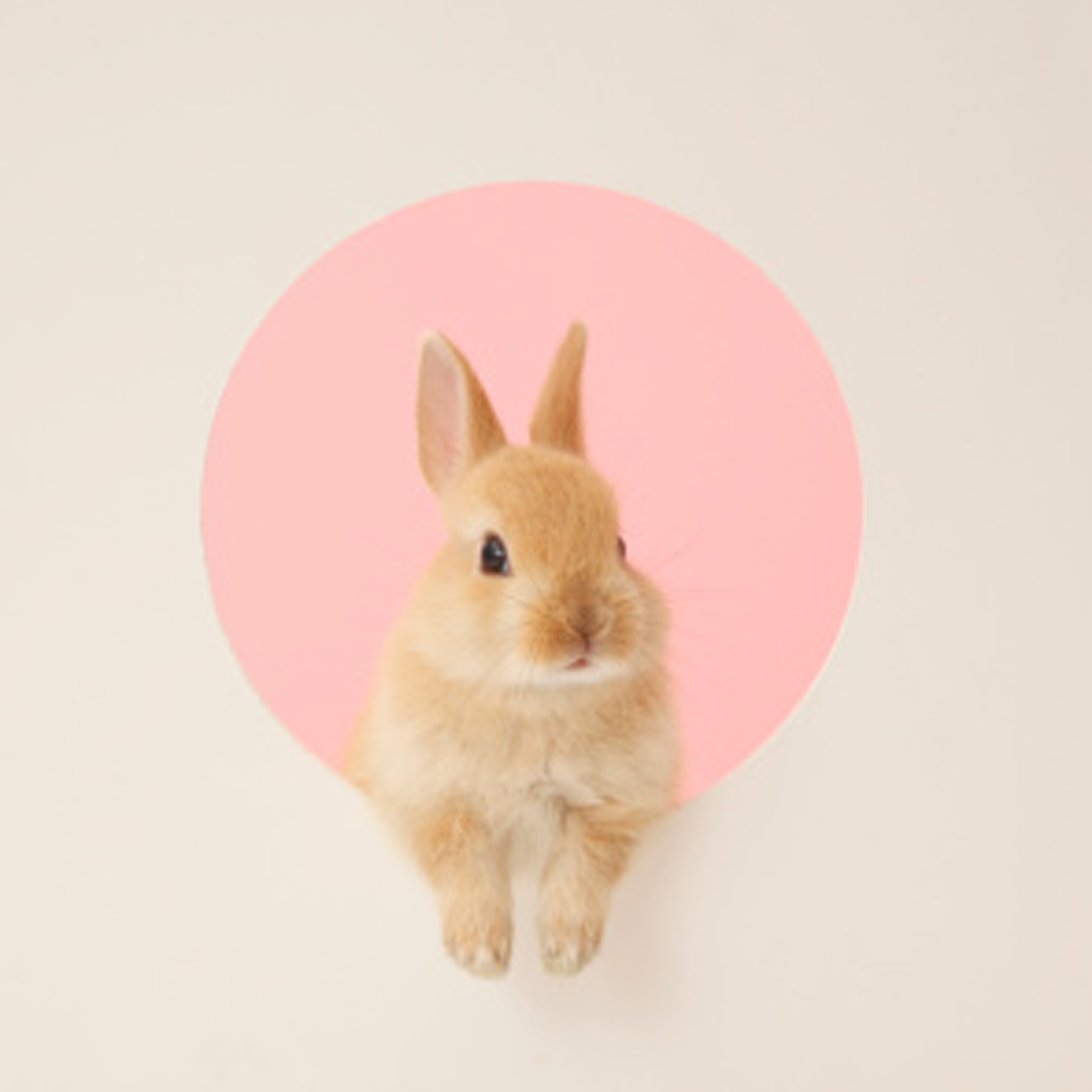 Image of adorable and fluffy light brown bunny rabbit popping through a pink and ivory-hued background.